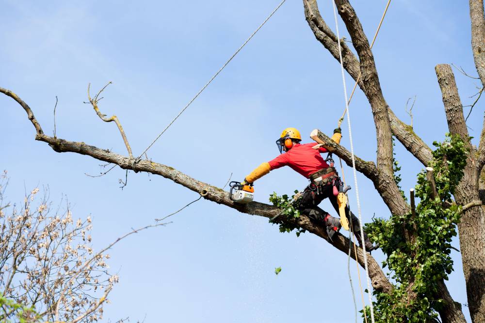 Arboriste effectuant un élagage
